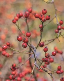 Rosehips