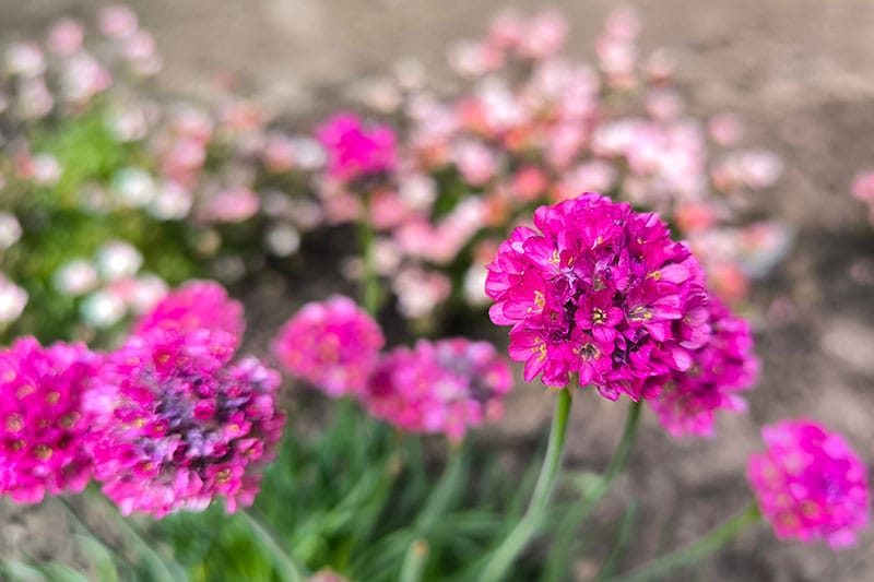 Sea Thrift