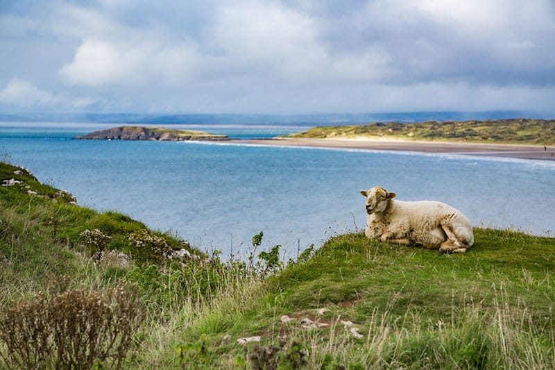 Sheep On A Farm Overlooking A Beach