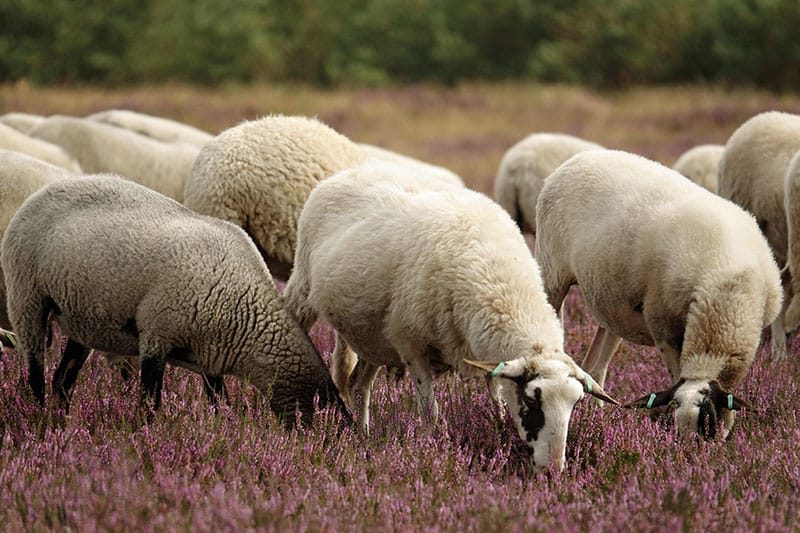 Grazing Sheep