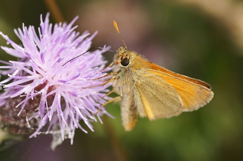 Small Skipper Butterfly