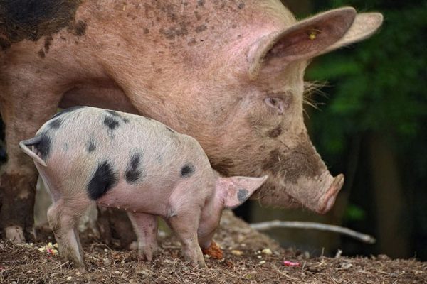 Sow And Piglet