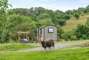Sheep in a grassy yard with a small curved-roof cabin, gravel path, and wooden outdoor seating area.